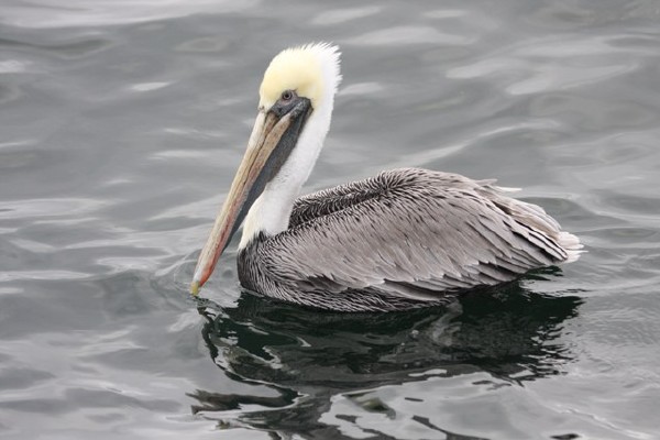 Brown Pelican